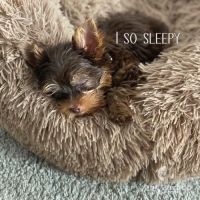 Yorkies of Houston ico