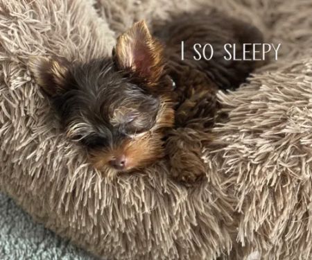 Yorkies of Houston