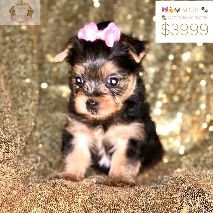 Yorkies of Houston Picture 3