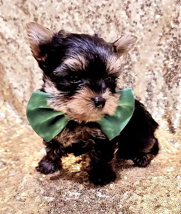 Yorkies of Houston Picture 4