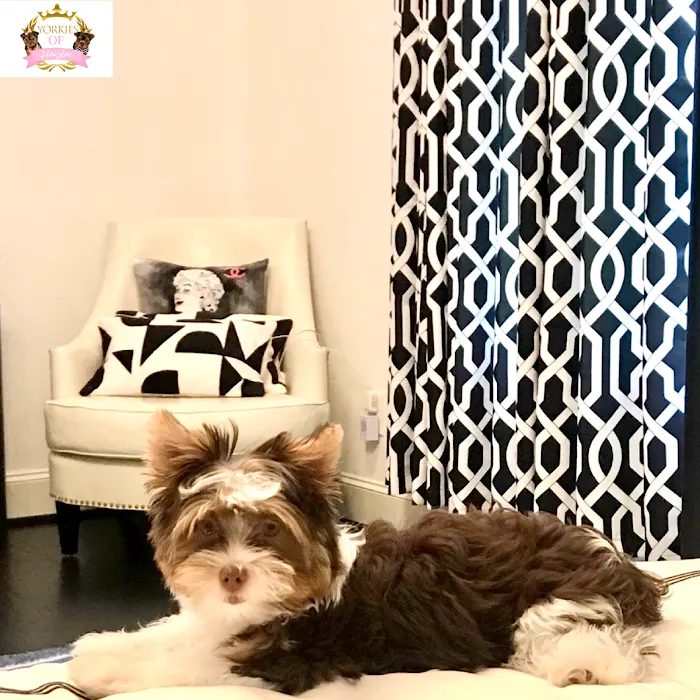 Yorkies of Houston Picture 10