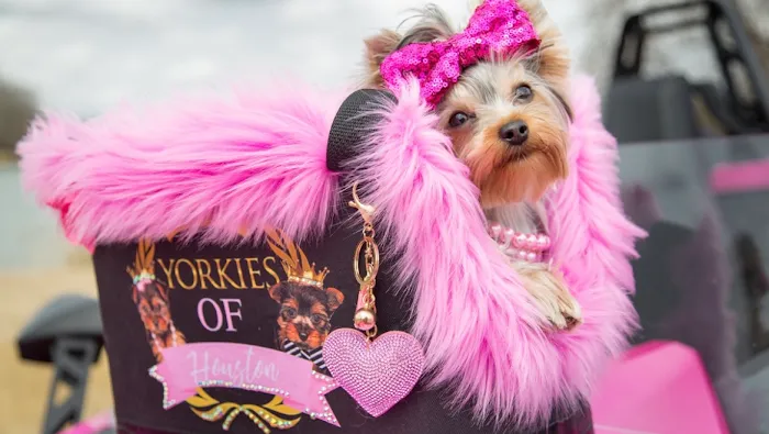 Yorkies of Houston Picture 9