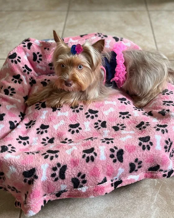 Yorkies of Houston Picture 6