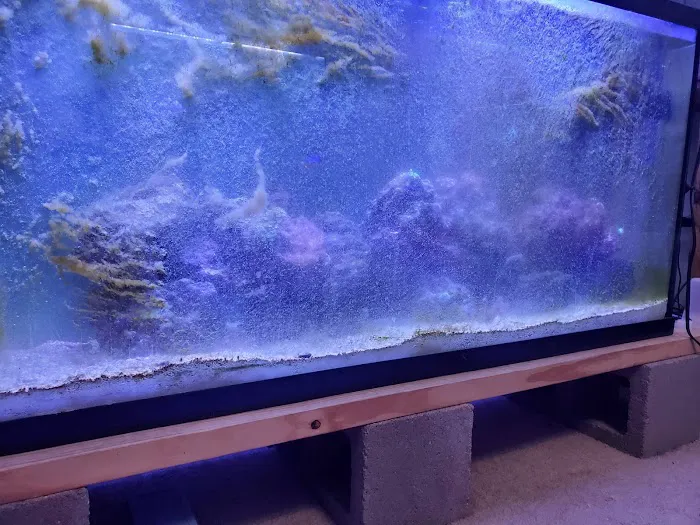 Apollo's aquarium solutions Picture 3