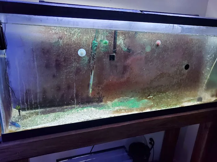 Apollo's aquarium solutions Picture 5