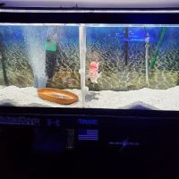 Apollo's aquarium solutions ico