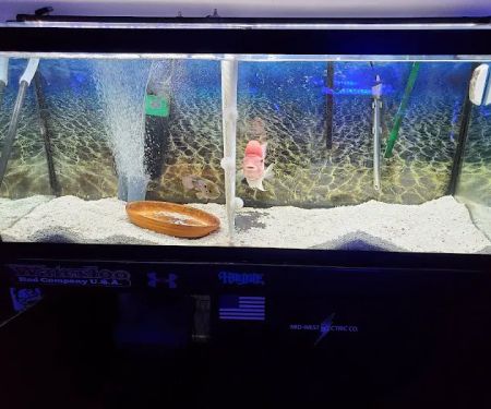 Apollo's aquarium solutions