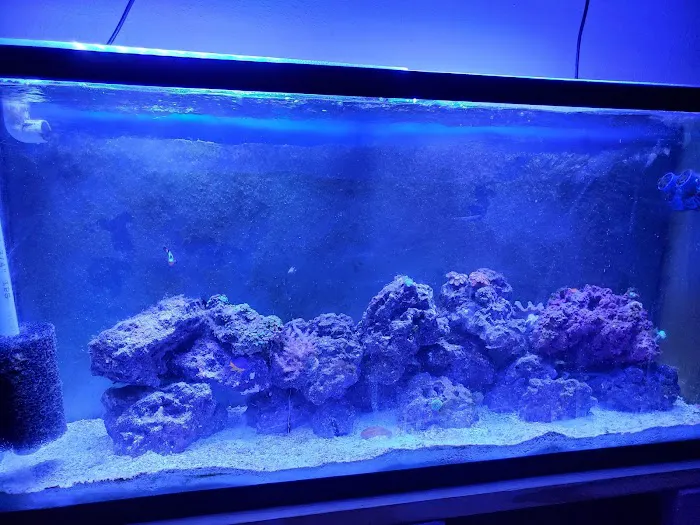 Apollo's aquarium solutions Picture 7