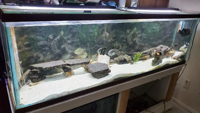 Apollo's aquarium solutions Picture 10