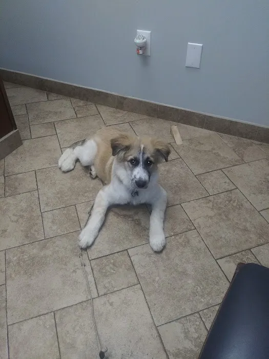 Leavells Animal Hospital Picture 9