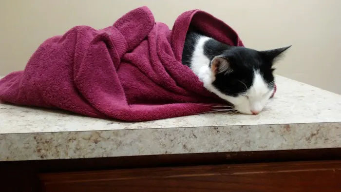 Leavells Animal Hospital Picture 6