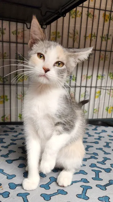 Kincheloe Low Cost Spay/Neuter Picture 1