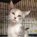 Kincheloe Low Cost Spay/Neuter