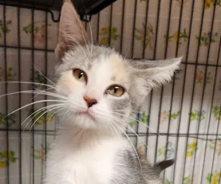 Kincheloe Low Cost Spay/Neuter