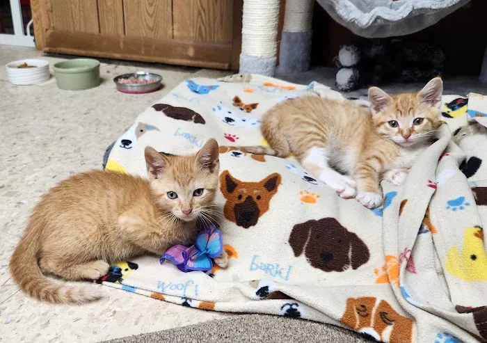 Kincheloe Low Cost Spay/Neuter Picture 6