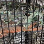 S & S Exotic Animals Inc