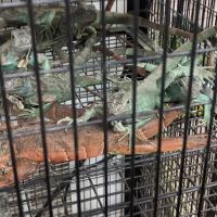 S & S Exotic Animals Inc ico