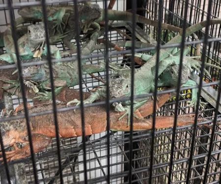 S & S Exotic Animals Inc