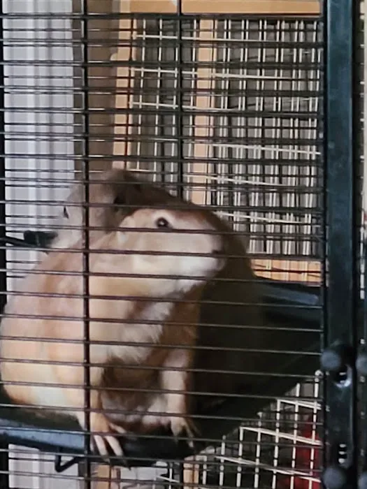 S & S Exotic Animals Inc Picture 6