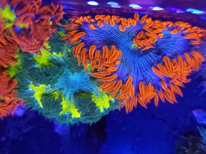 The Frag Plug Picture 7
