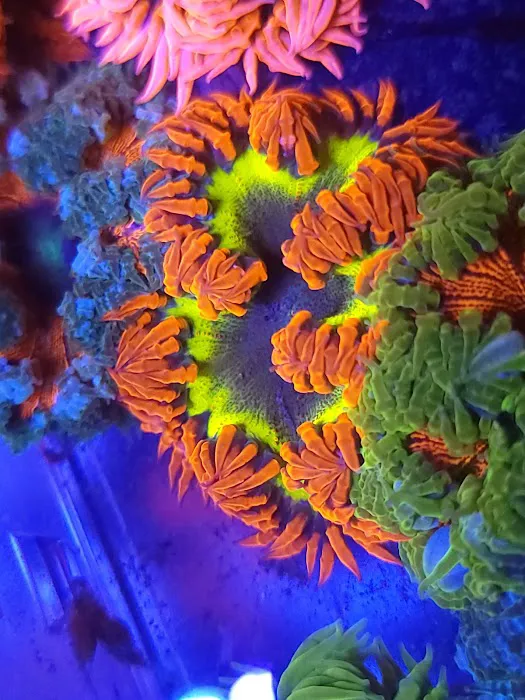 The Frag Plug Picture 4