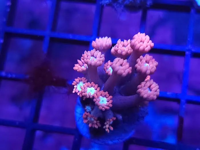 The Frag Plug Picture 6