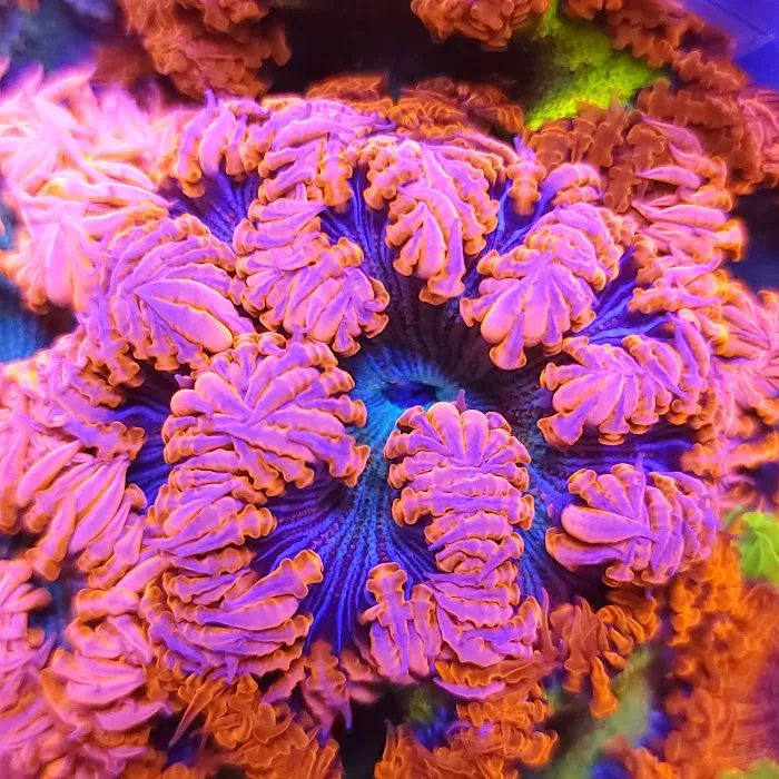 The Frag Plug Picture 8