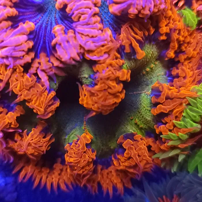 The Frag Plug Picture 1