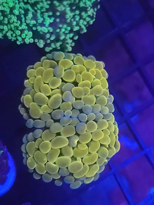 The Frag Plug Picture 3