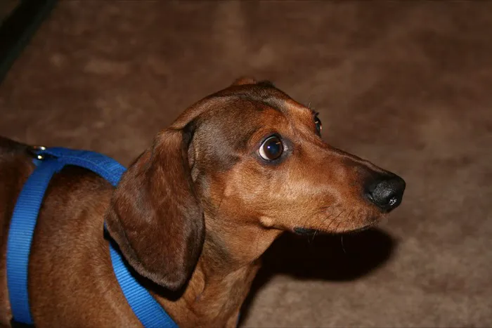 St. Francis Animal Hospital Picture 8