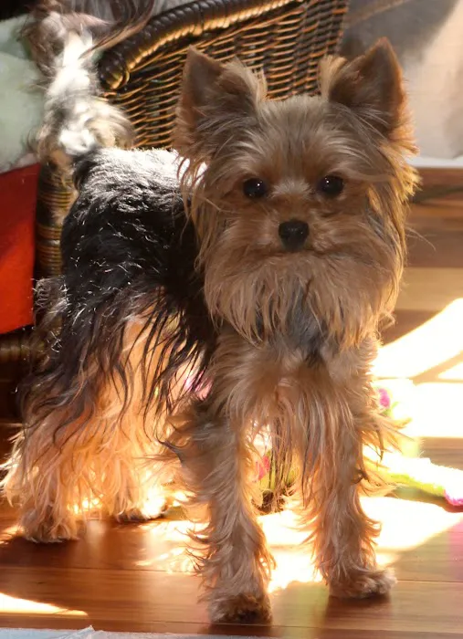 St. Francis Animal Hospital Picture 4