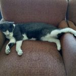 Compassion Veterinary Center