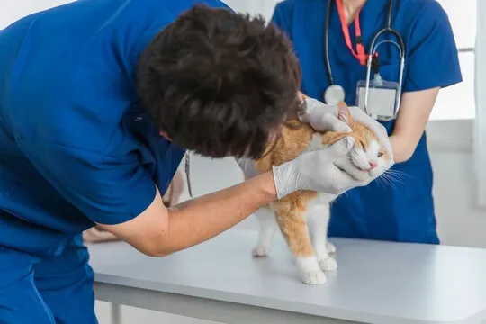 Compassion Veterinary Center Picture 10