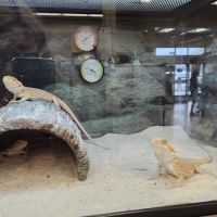 Petco ico