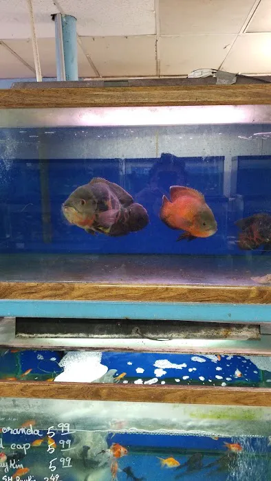 Inwood Aquarium Picture 4