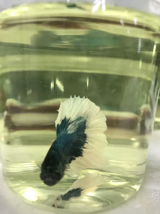 Inwood Aquarium Picture 8