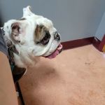Tidewater Trail Animal Hospital