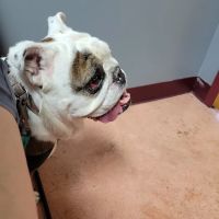 Tidewater Trail Animal Hospital ico