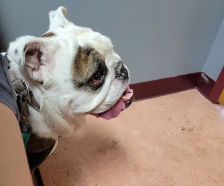 Tidewater Trail Animal Hospital