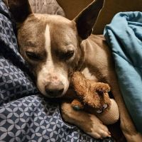 Cambria Veterinary Care ico