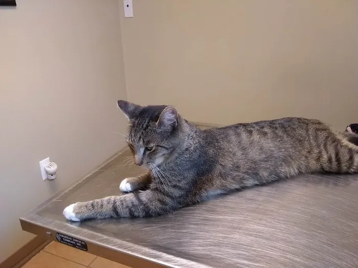 Cambria Veterinary Care Picture 5