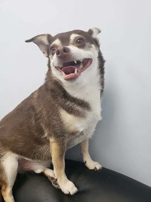 Cambria Veterinary Care Picture 10