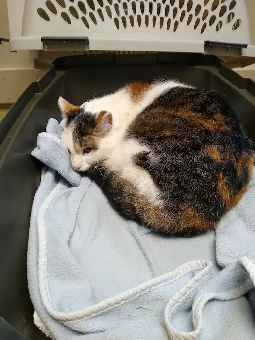 Cambria Veterinary Care Picture 8