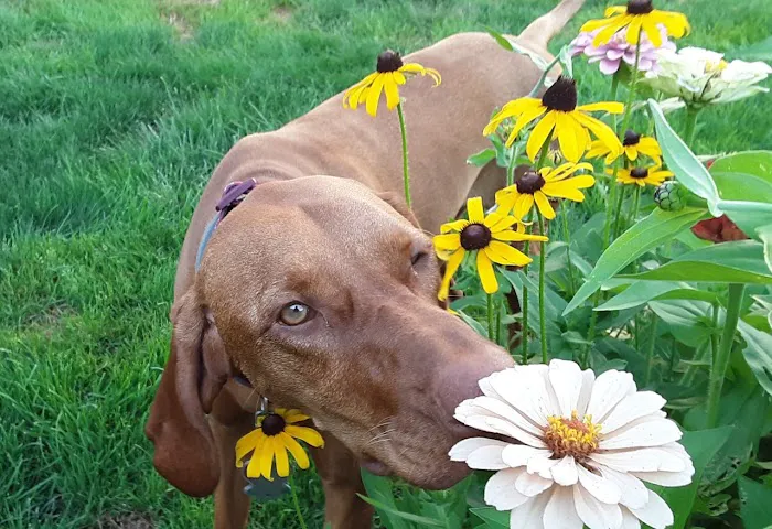 Cambria Veterinary Care Picture 2