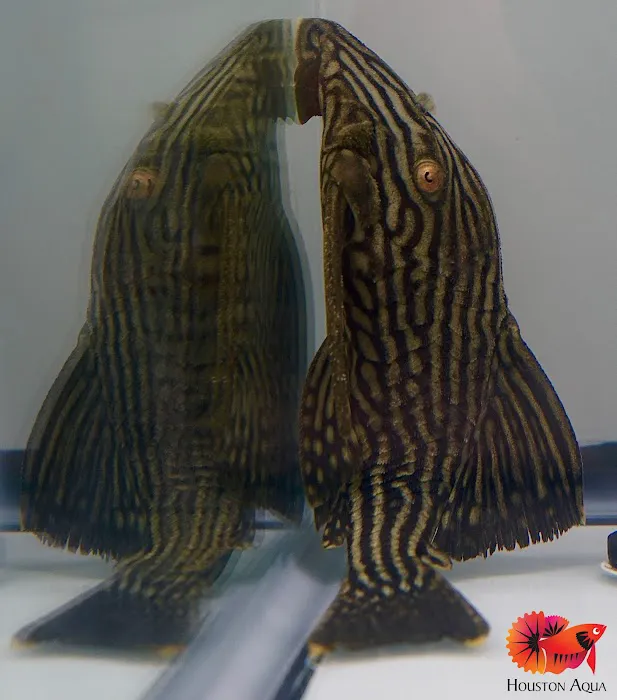 Houston Aqua Picture 9