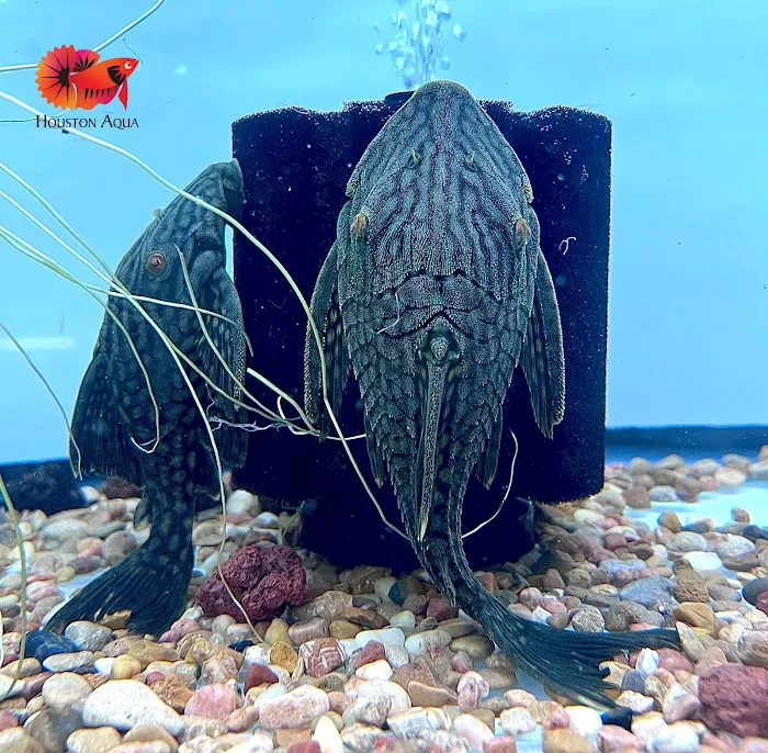 Houston Aqua Picture 6