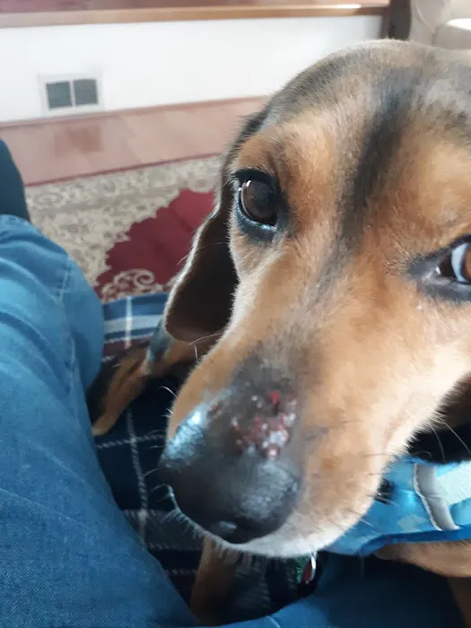 Alfes Home Vet Care Picture 1