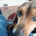 Alfes Home Vet Care