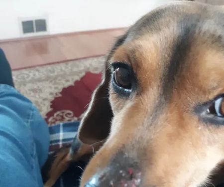 Alfes Home Vet Care