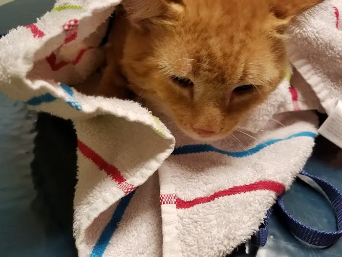Casselman Veterinary Services Picture 10